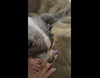 Old chihuahua bites woman and protects carrot