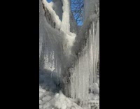 Long icicles hang from tree pt. 2
