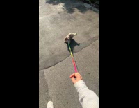 Dog with rainbow leash first walk outside