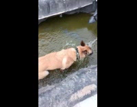 Dog plays in water at dog park
