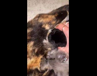 Adult black cat trying to feed from mom cat 