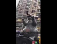 Giant inflatable rat on truck trunk