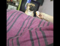 Guy squeaks donut squeaky toy at pug