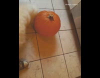 small white dog trying to bite pumpkin