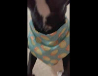 Good Dog Patiently Waits for Food Treat