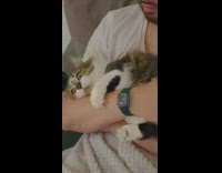 Fluffy cat in guys arms 