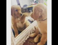 Brown puppy dog fights bites mirror reflection 