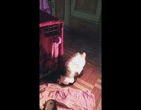 Dog humps panda bear toy