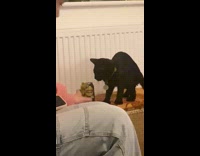 Cat likes to throw can on floor