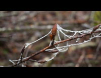 Frozen spiderwebs on tree branches 