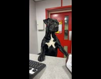 Clips mpugc - Black dog at counter of tire store