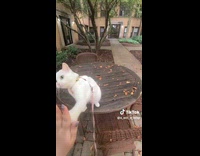 White cat on table give high five