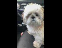 Collab BitchMP - Dog looks said didnt have anyone say hi