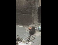 Rat attempts to jump with bread roll but fails and leaves it behind