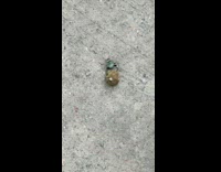 Green dung beetle rolls transports brown ball 