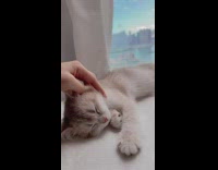 Lady Pets Asleep Kitten and Checks Paw