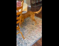 Dog hates squeezed lime on floor 