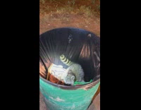 Raccoon caught scavenging inside trash barrel night