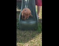 Small brown puppy going down dark blue turquoise slide