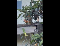 Squirrel Eats Fruit on Top of Roof 