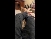 Collab BitchMP - Golden retriever dog head through legs