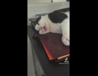 Cat sleeping on table snoring with mouth open
