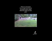 2 goats outran black bear 