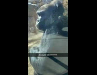 Collab BitchMP - Gorilla at zoo turns around and gives middle finger to guy