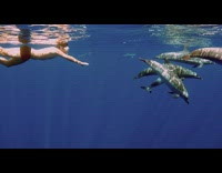 Diver swim with dolphins underwater click echolocate