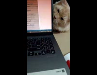 Cat bites owner laptop on the table