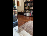 Dog rolls ball across room then chase it