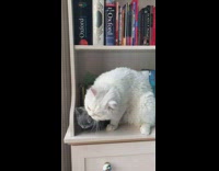 White cat grooms grey cat bookshelf