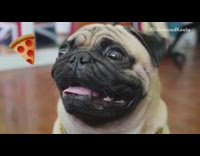 brown pug sticking tongue out with pizza emoji boomerang 