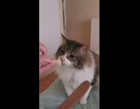 Cat Tastes Corn Cereal on Ladys Hand