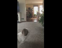 Dog barks at skeleton decoration halloween