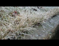 Guy brush his hand on frozen grass