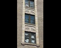 Husky stares out window 