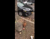 Two cats and chicken eat chicken food left out on sidewalk