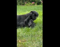 Puppies play fighting in yard