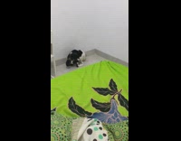 Cat jumps off bed to fetch ziptie 