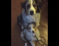 Big dog puts arm over smaller dog puppy australian shepard
