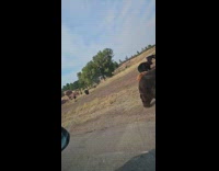 Huge group of bears migrating