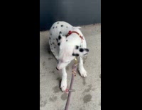 Woman and puppy walk gets caught in rain