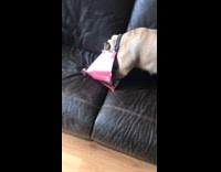 pizza box on dogs head