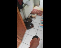 Collab DailyDoseOfInternet - Guy pull leash lazy pug on floor