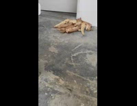 Group of orange cats sleeping together outside of door 