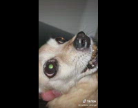Collab BitchMP - Chihuahua dog doesnt want to let go of poop in mouth