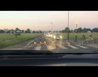 Geese uses pedestrian to cross the road