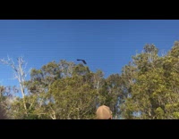 Brown eagle bird catches food while flying