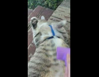 Woman brush belly cat lay on porch